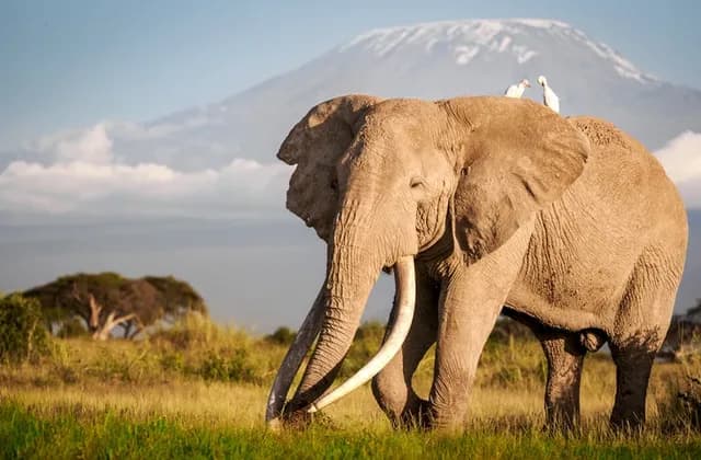 Mt Kilimanjaro — photo 1