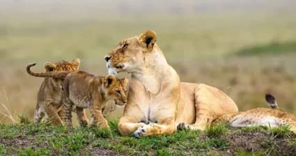 Amboseli — photo 5