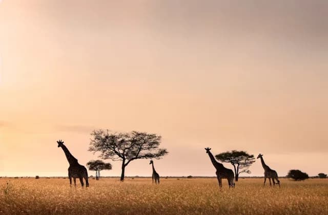 Grumeti Serengeti River Lodge — photo 4