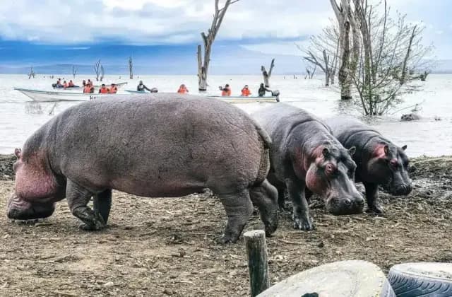 Lake Naivasha safari — photo 1