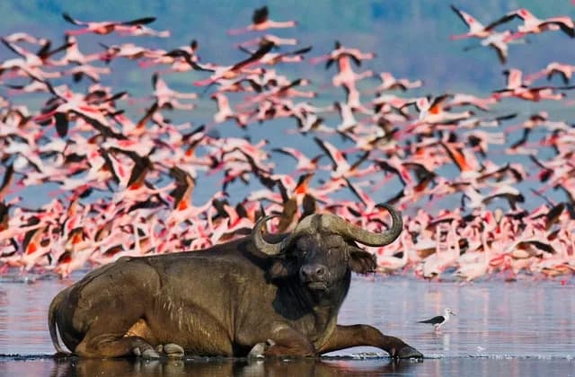 Lake Nakuru National Park — photo 3