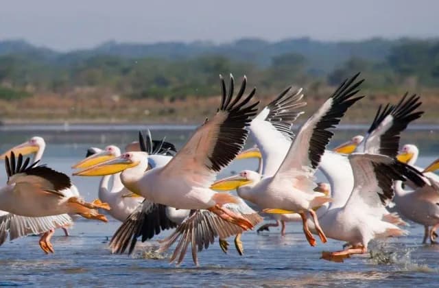 Lake Nakuru National Park — photo 2