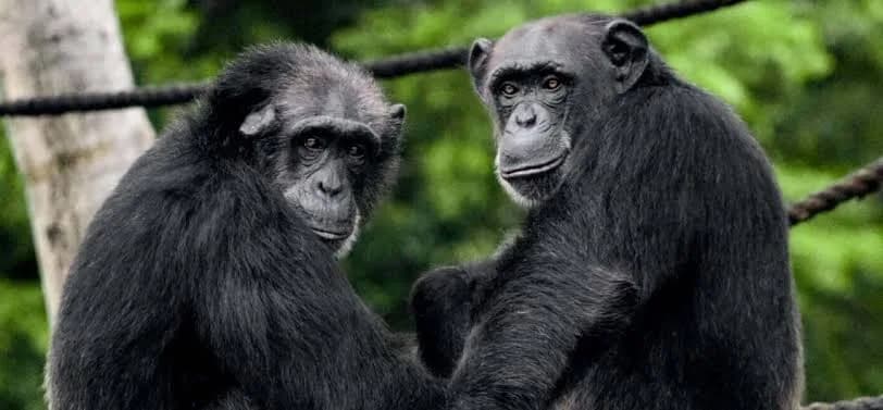 Ol Pejeta Conservancy — photo 1