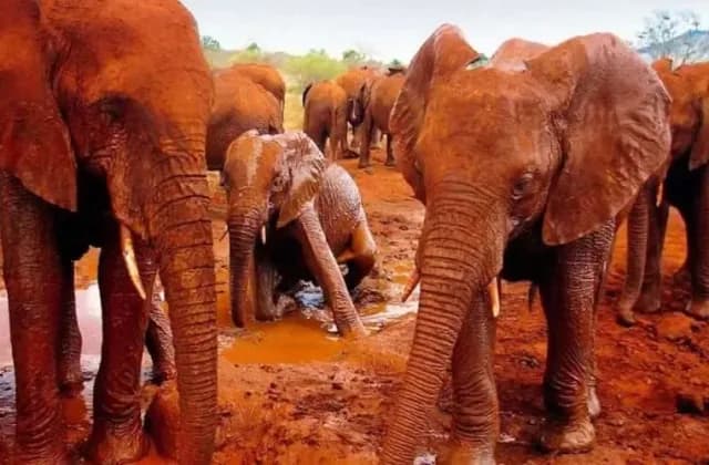 Tsavo East National Park — photo 1