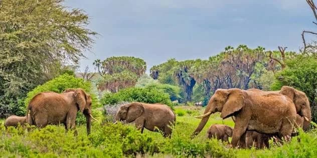 Samburu National Reserve — photo 5