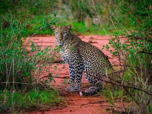 Tsavo West National Park — photo 3