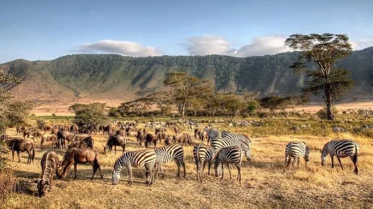 Serengeti National Park — photo 2