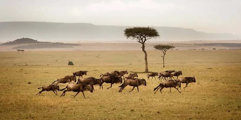Serengeti National Park — photo 4