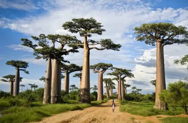 Tarangire National Park — photo 4