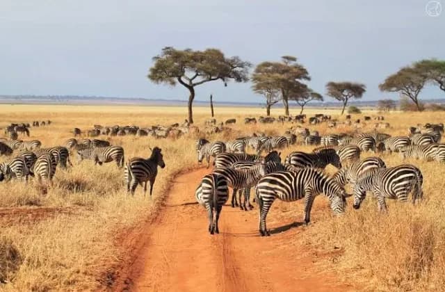 Tarangire National Park — photo 2