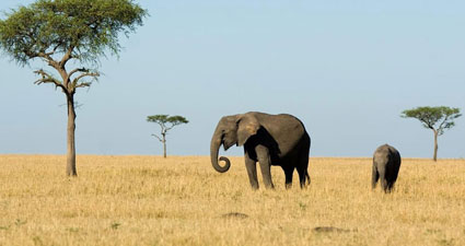 6 Days Kenya Economy / Budget Safari