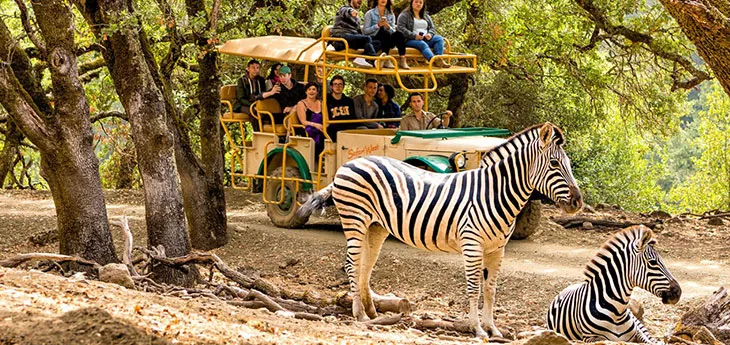 Why Choose East Africa Tour Operators for Your Next Adventure