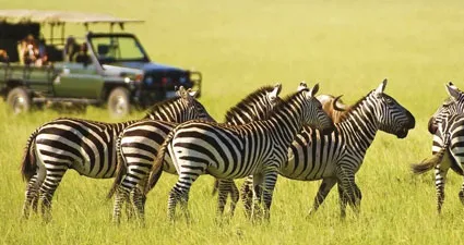 Wild Wonders: 5-Day Private Safari Adventure