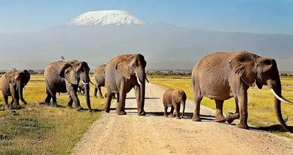 4 Days Amboseli, Tsavo West, Tsavo East & Mombasa
