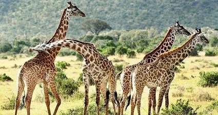 Ultimate 3-Day Maasai Mara Affordable Family Safari