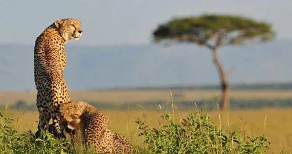 3 Days Amboseli Kilimanjaro Views & Safari